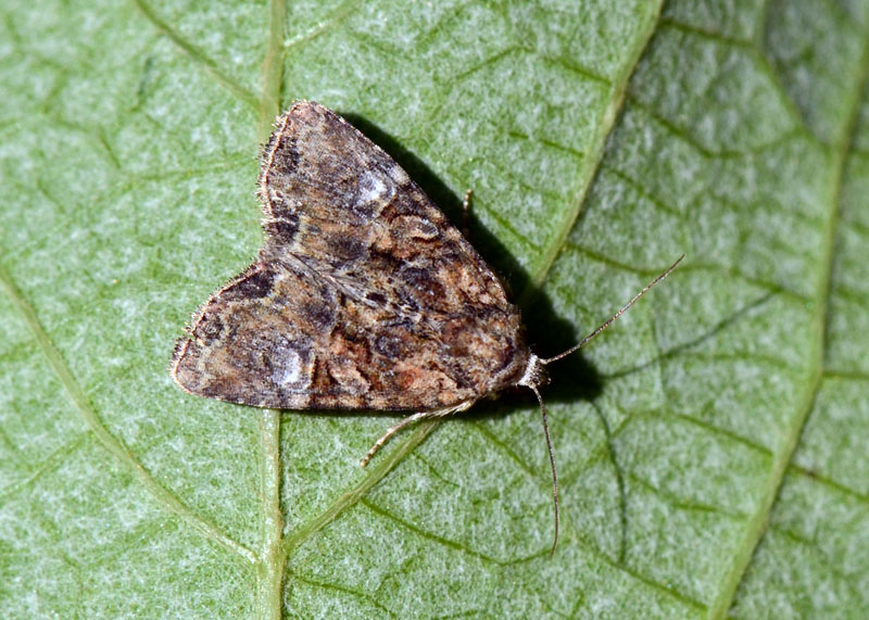 Mesoligia furuncula (Noctuidae)